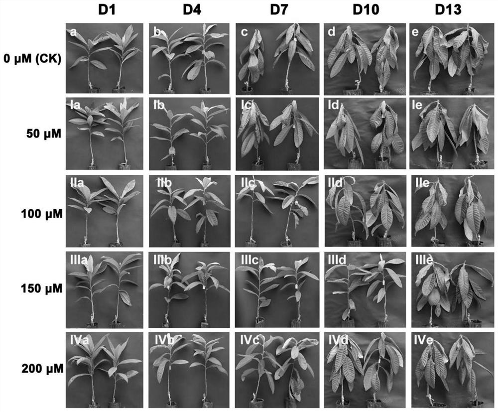 Method for improving drought or/and cold stress resistance of loquat seedlings