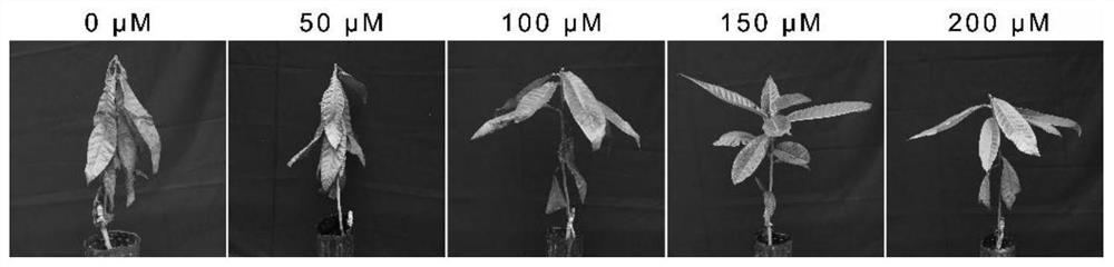 Method for improving drought or/and cold stress resistance of loquat seedlings