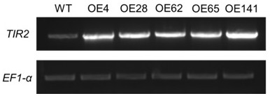 Arabidopsis  <i>tir2</i> Application of Genes in Improving Plant Salt Stress Resistance