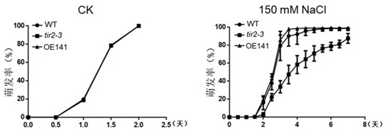 Arabidopsis  <i>tir2</i> Application of Genes in Improving Plant Salt Stress Resistance