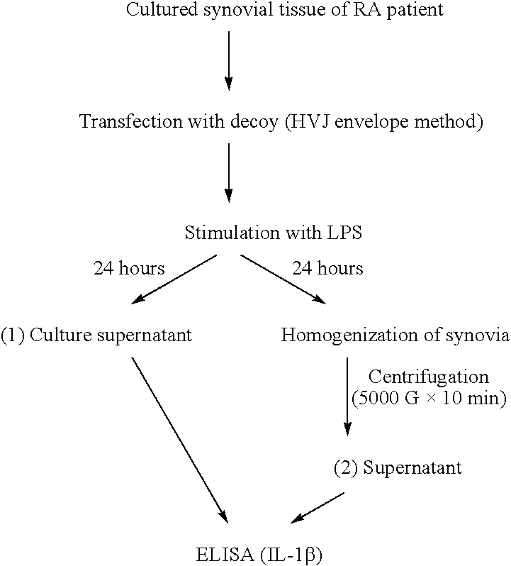 Staple type oligonucleotide and drug comprising the same