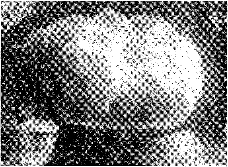 Single-component inorganic heat-insulating mortar and preparation method thereof