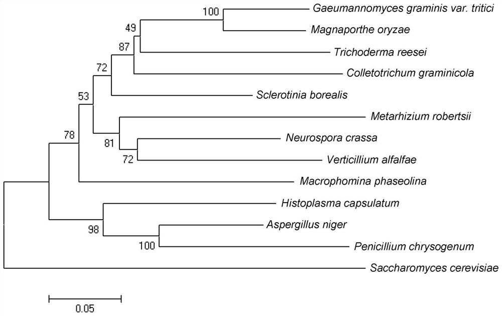 Trichoderma reesei derived reductase and coding gene and application thereof