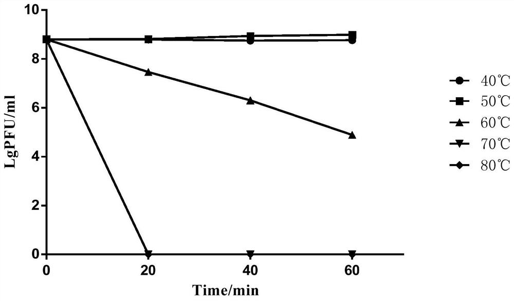 A new Vibrio parahaemolyticus phage with broad lysis spectrum, its specific primers and its application