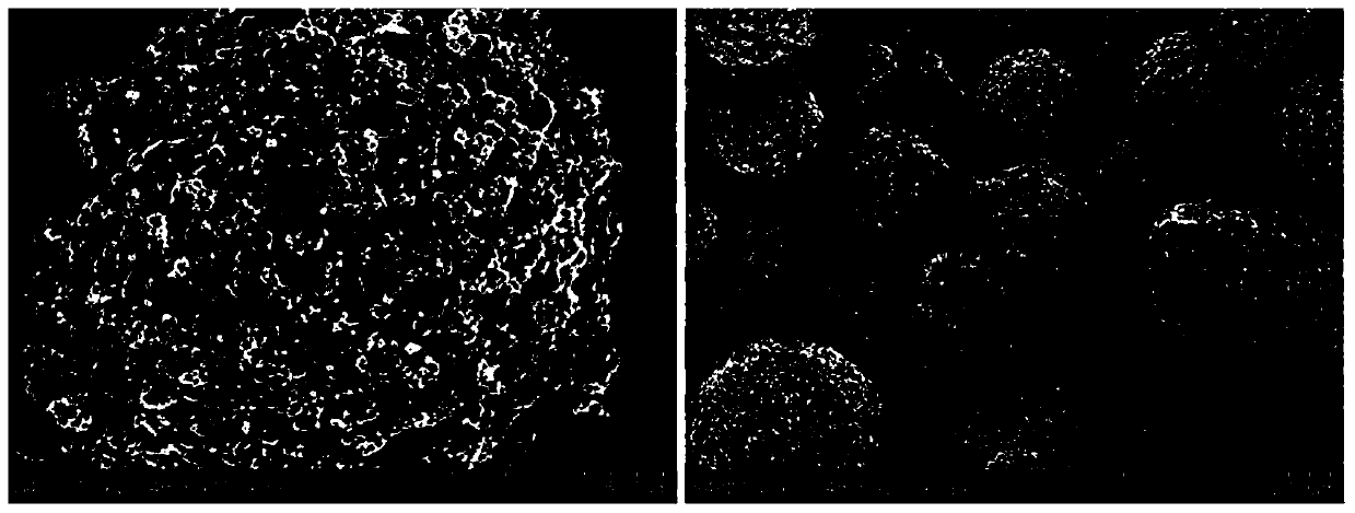 High-nickel ternary positive electrode material coated with lithium iron phosphate nano-powder and preparation method thereof, and applications