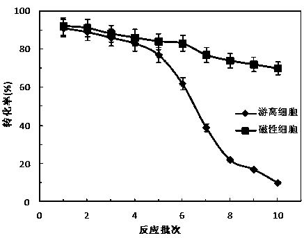 Chocolate microbacterium magnetic cell as well as preparation method and application thereof