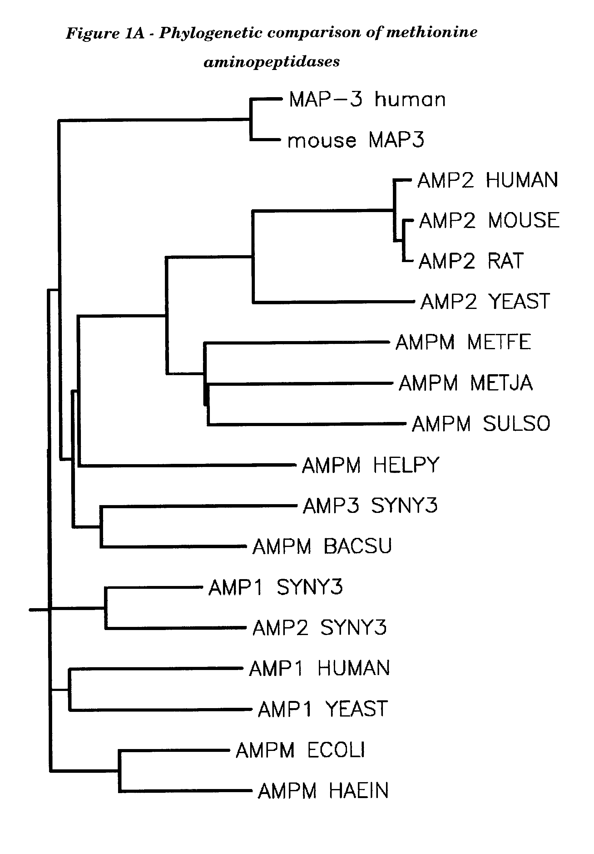 Human methionine aminopeptidase type 3