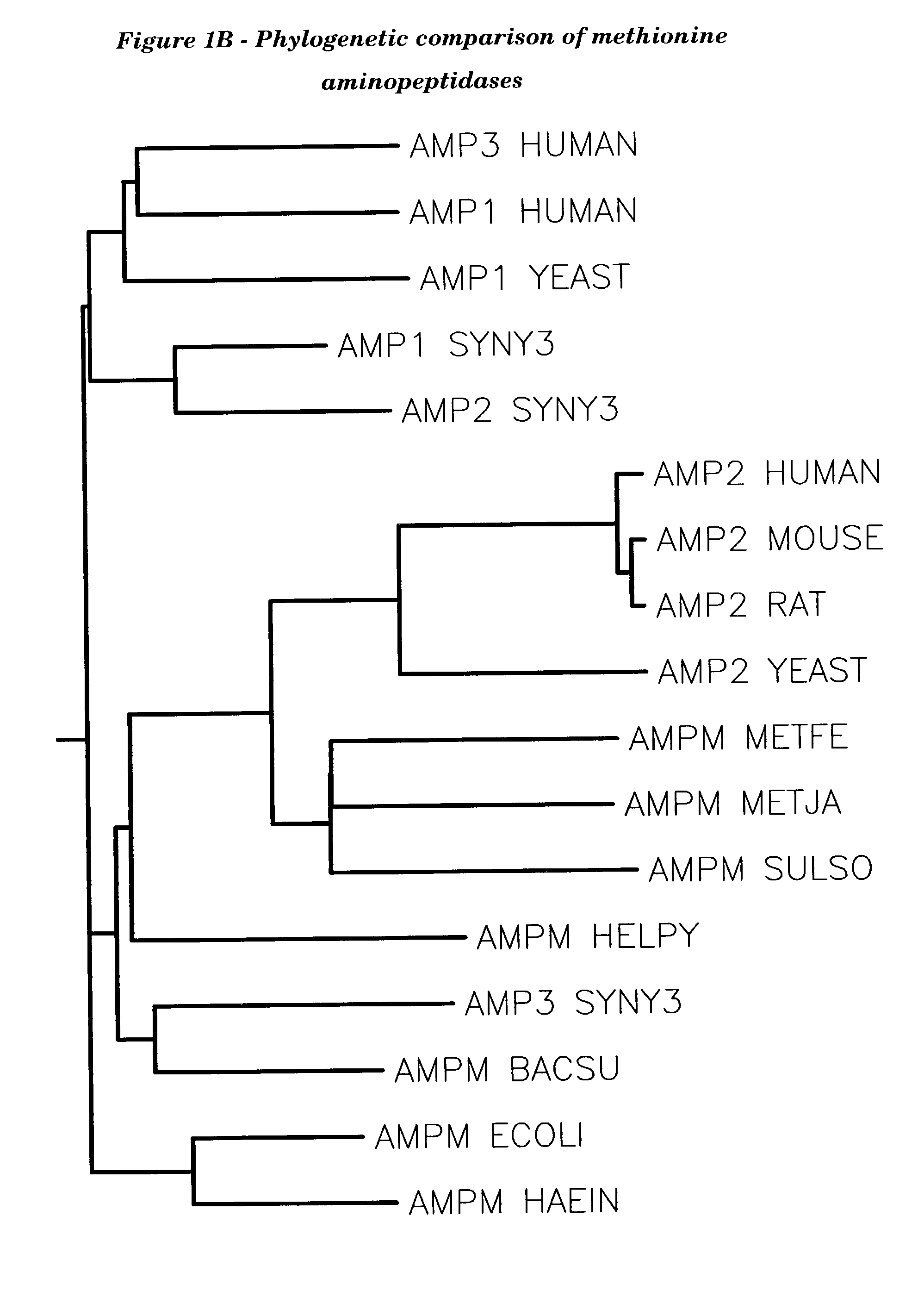 Human methionine aminopeptidase type 3