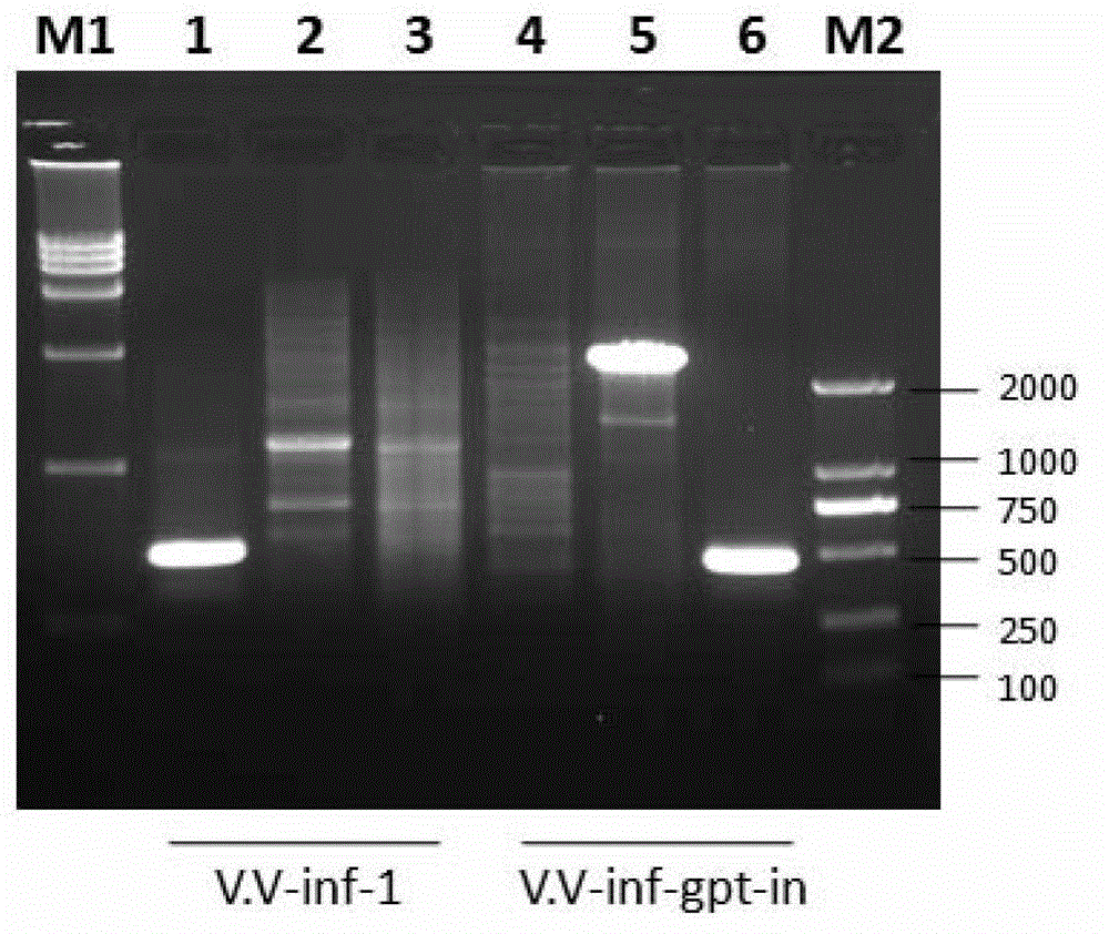 GFP (Green Fluorescent Protein) tracing system of mouse hepatitis coronavirus and application of tracing system