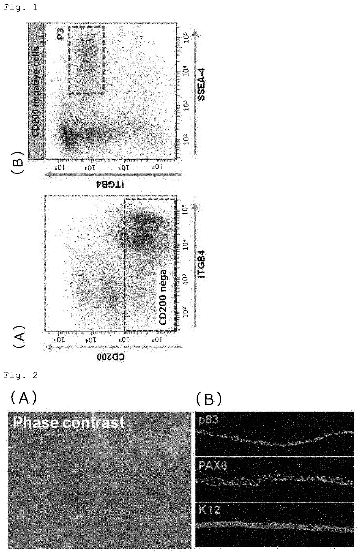 Method for producing a corneal epithelial cell population