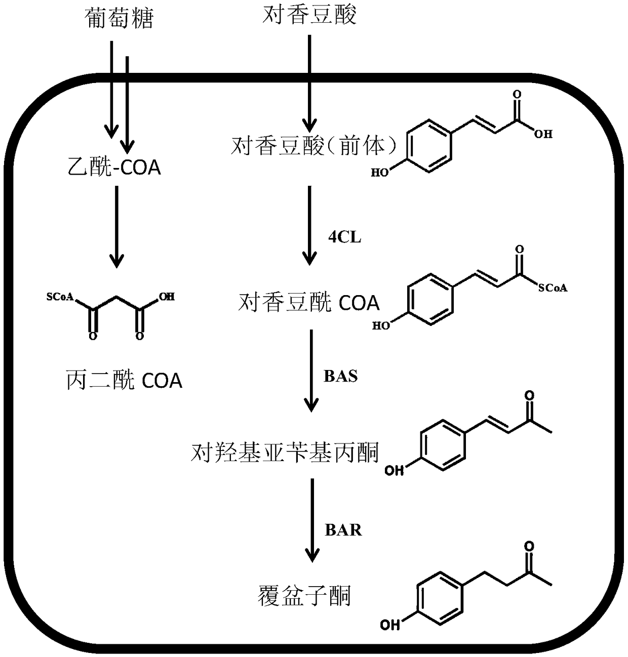 Method using biological method to prepare raspberry ketone