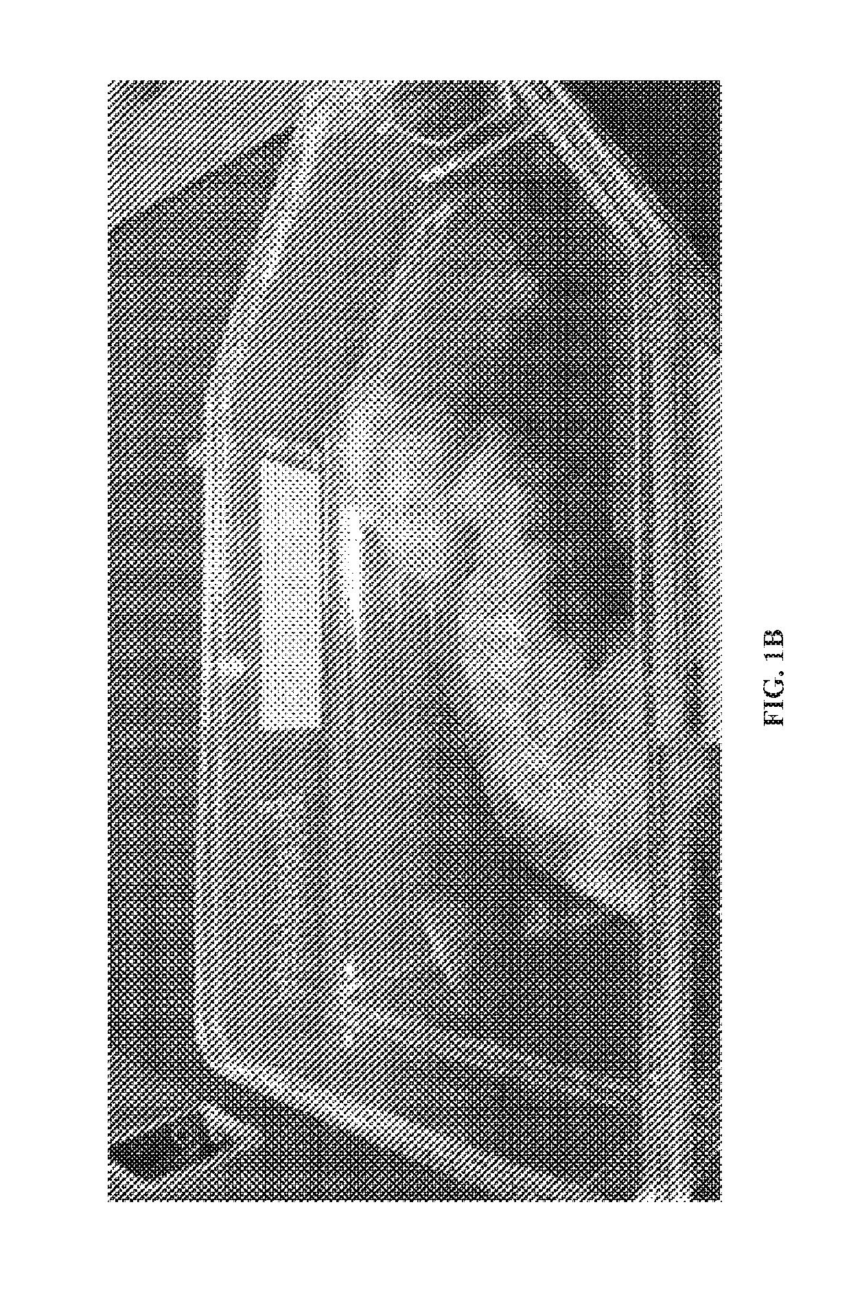 Fungal species, compositions derived therefrom, and uses thereof