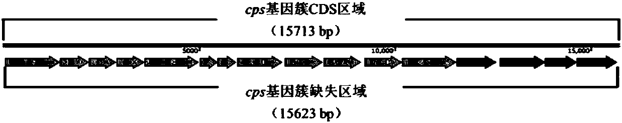 Streptococcus agalactiae WC1535deltacps as well as construction and applications thereof