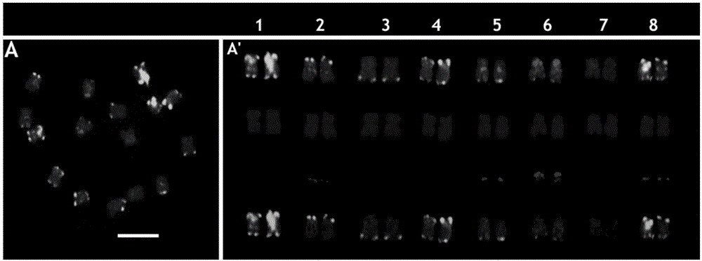 Two black mustard genomes DNA sequence and application thereof