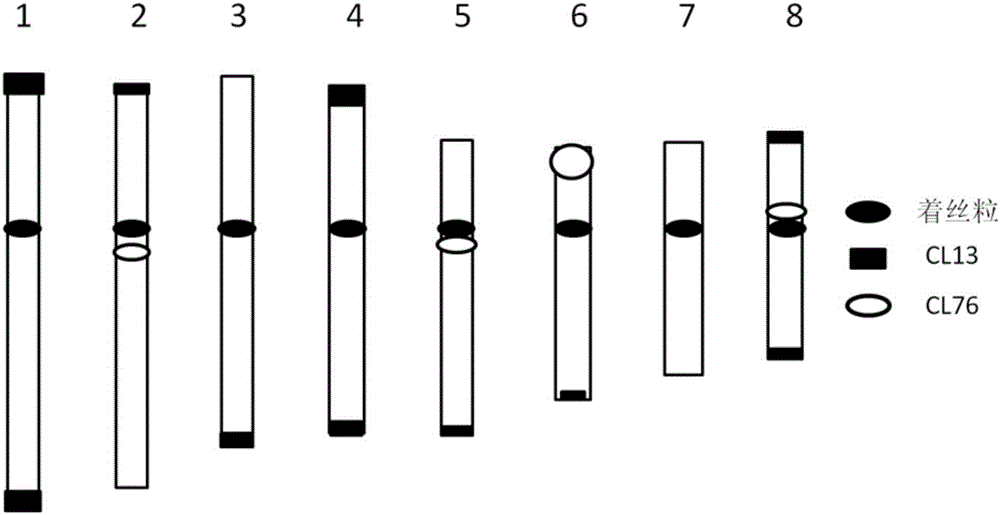 Two black mustard genomes DNA sequence and application thereof