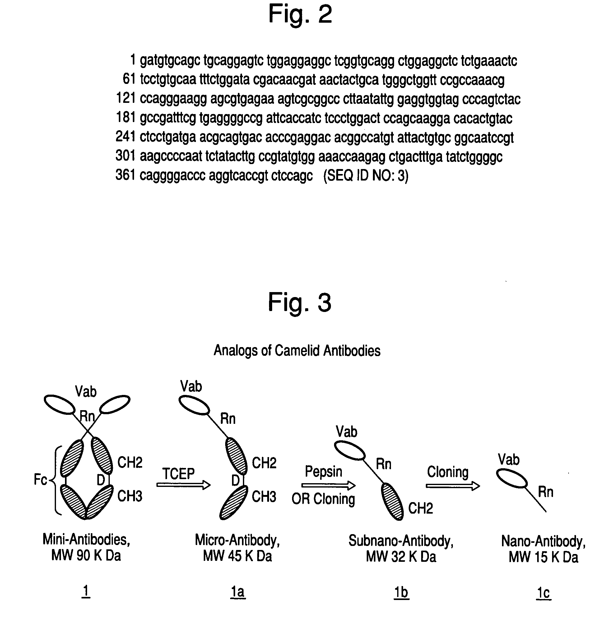 Antibodies, analogs and uses thereof