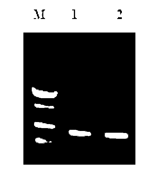 Pseudosciaena crocea hepcidin gene yeast expression product as well as preparation method and application thereof