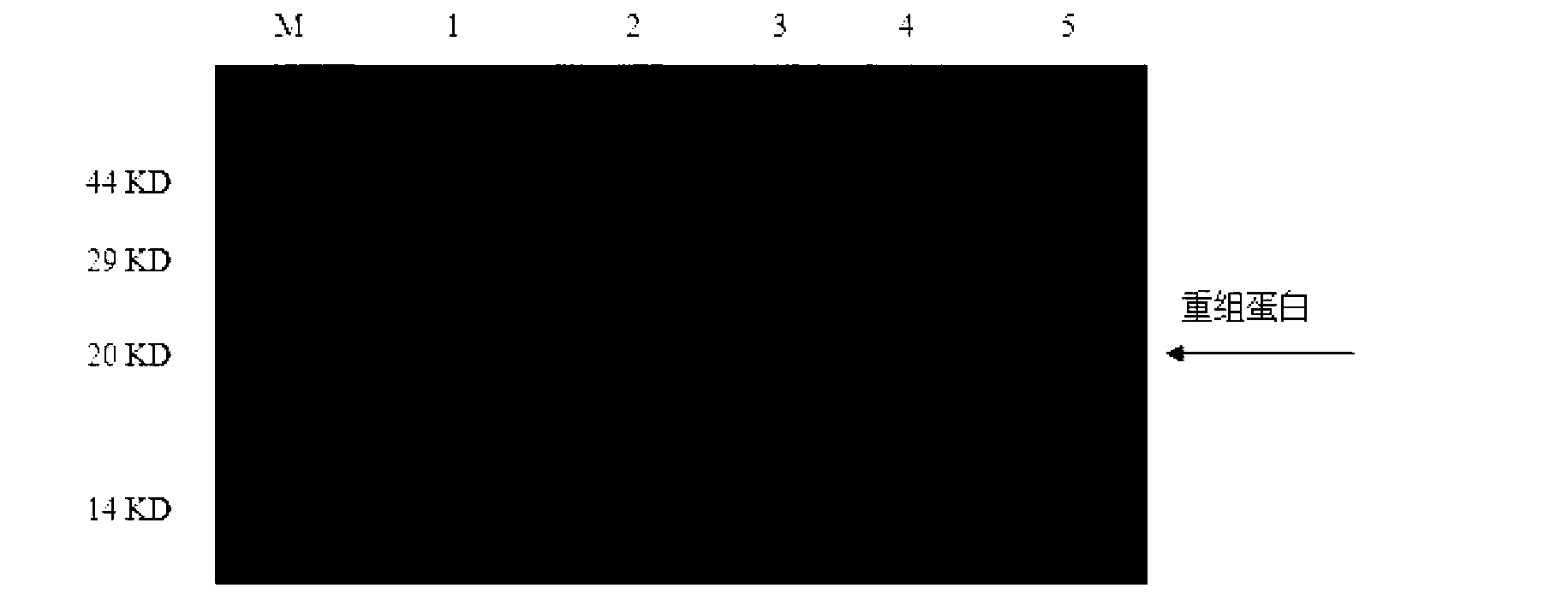 Pseudosciaena crocea hepcidin gene yeast expression product as well as preparation method and application thereof