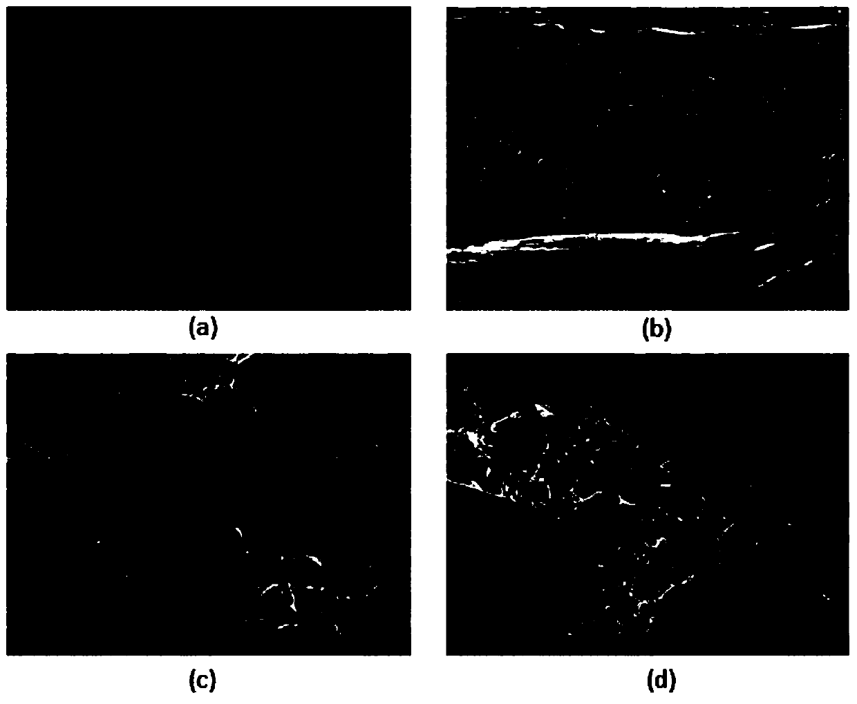 Cyanobacteria-based biological composite film material with functions of water resistance and light blocking, and preparation method thereof