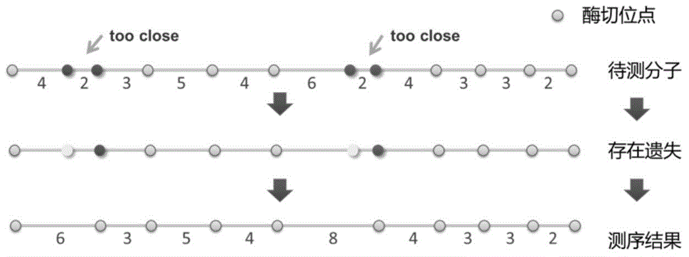 Genome restriction map splicing method and system