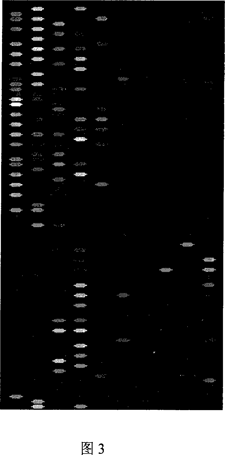 Tiny RNA detecting probe used for stomach organization and detection method thereof