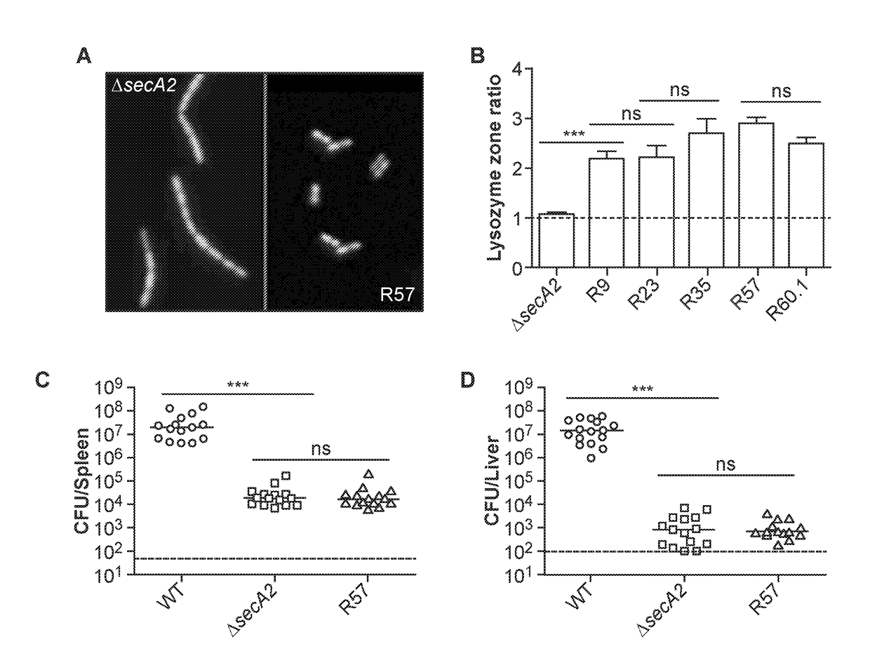 General secretory pathway (GSP) mutant listeria spp., and methods for making and using the same