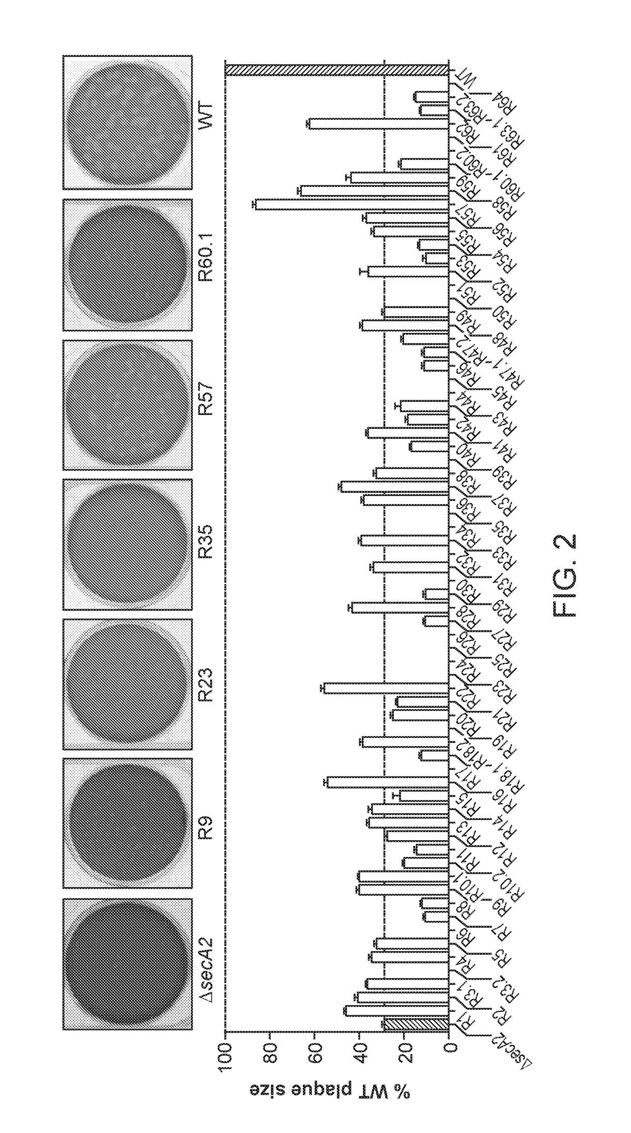 General secretory pathway (GSP) mutant listeria spp., and methods for making and using the same