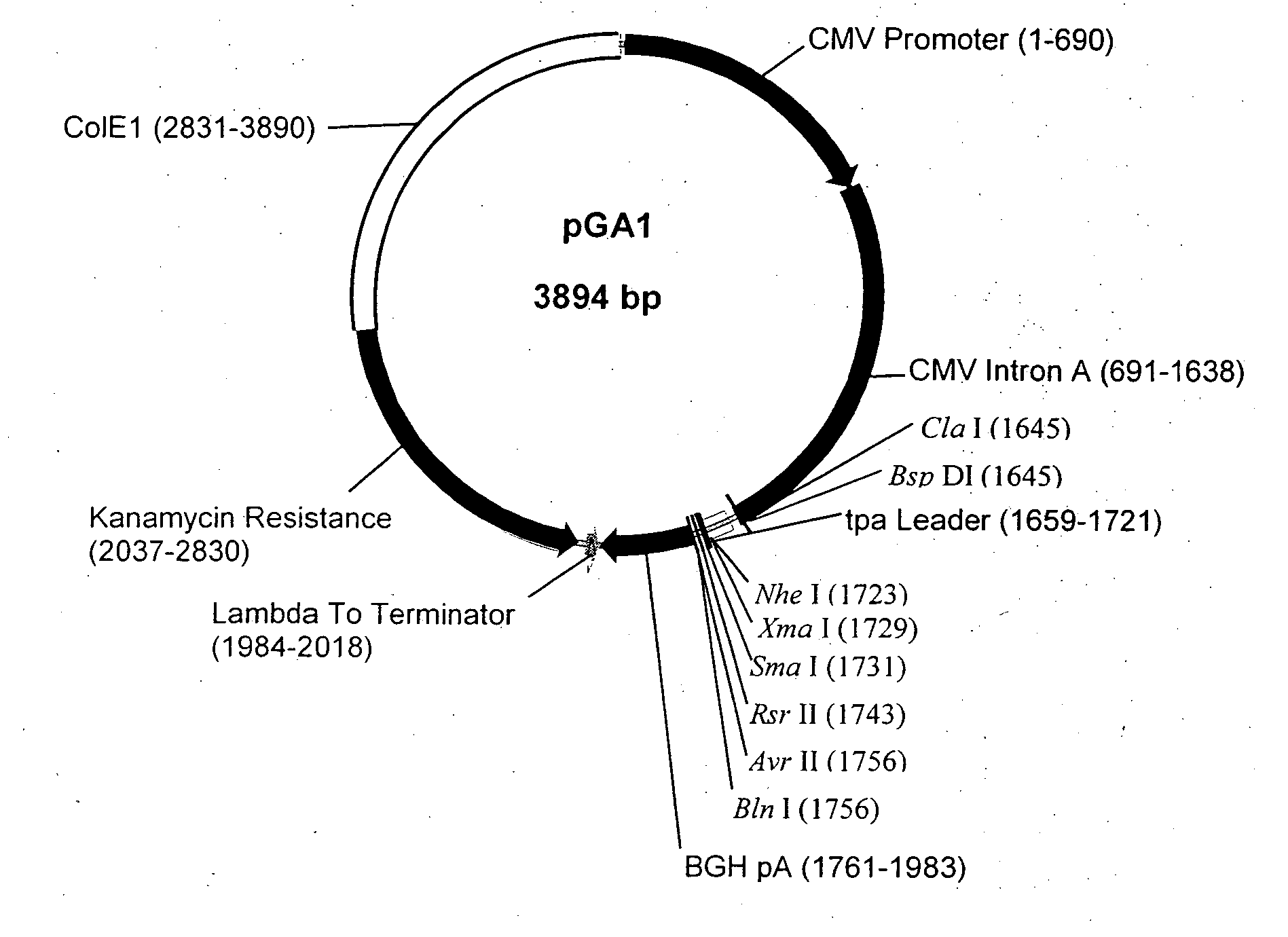 Compositions and methods for generating an immune response