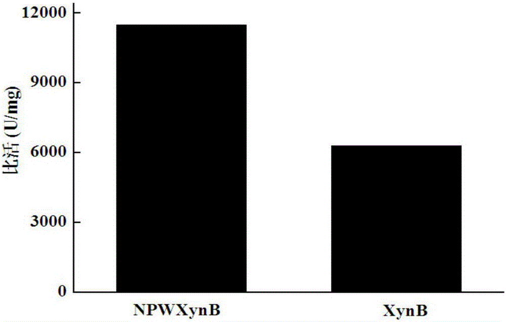 High-specific-activity endo-xylanase NPWXynB, and gene and application thereof