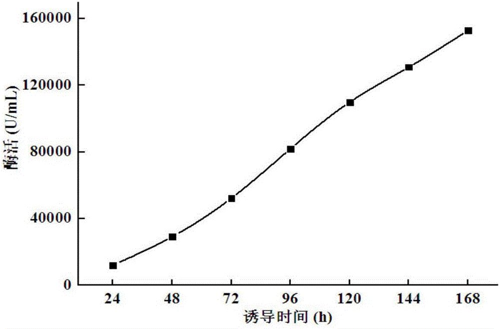 High-specific-activity endo-xylanase NPWXynB, and gene and application thereof