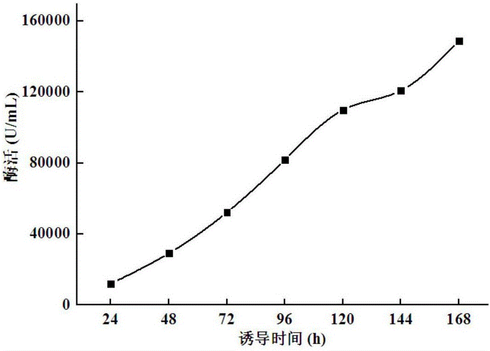 High-specific-activity endo-xylanase NPWXynB, and gene and application thereof