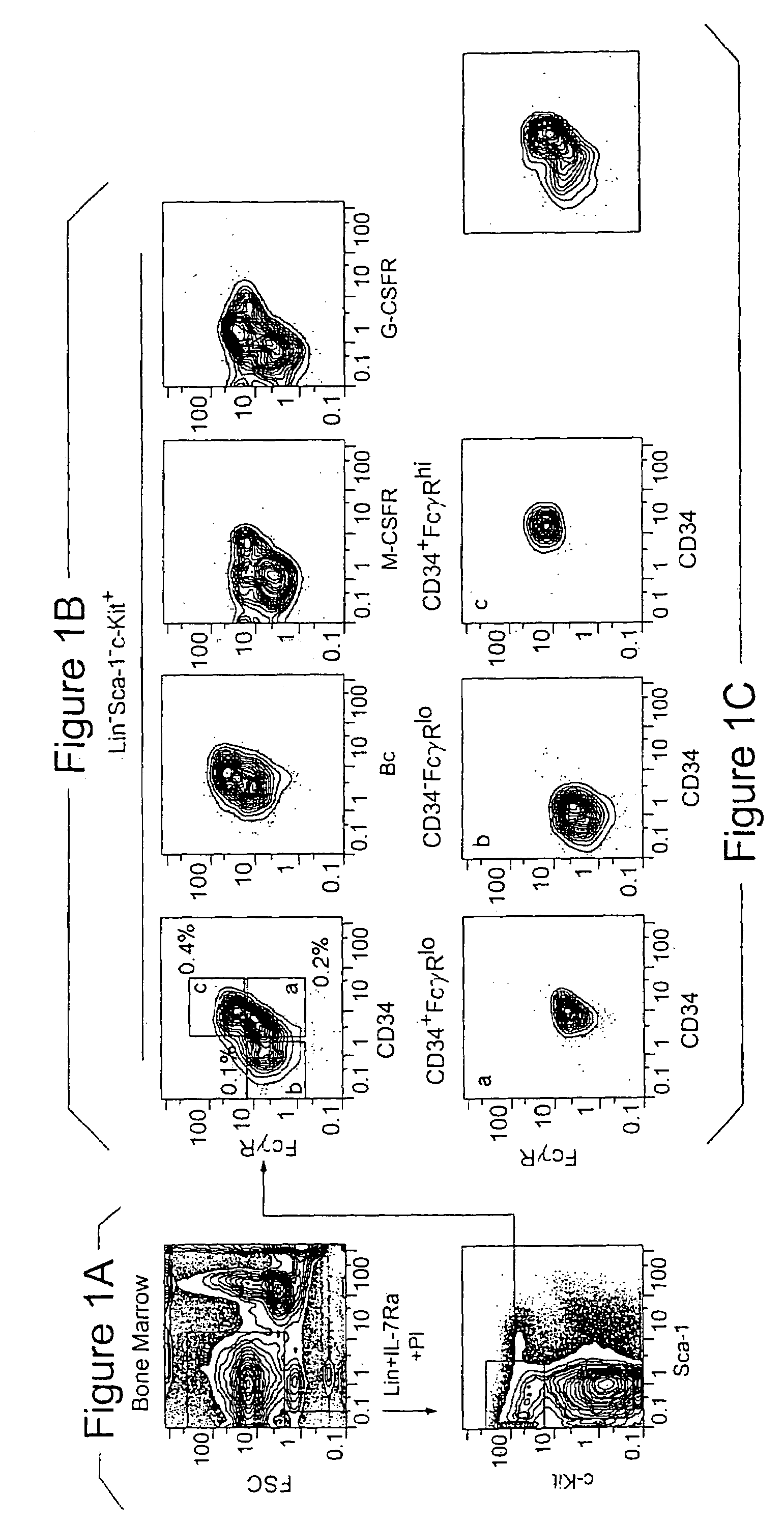 Mammalian myeloid progenitor cell subsets