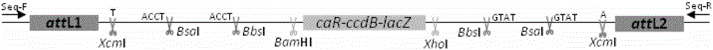 Constructing and applying method of entry vectors pAmpGate and pGentGate