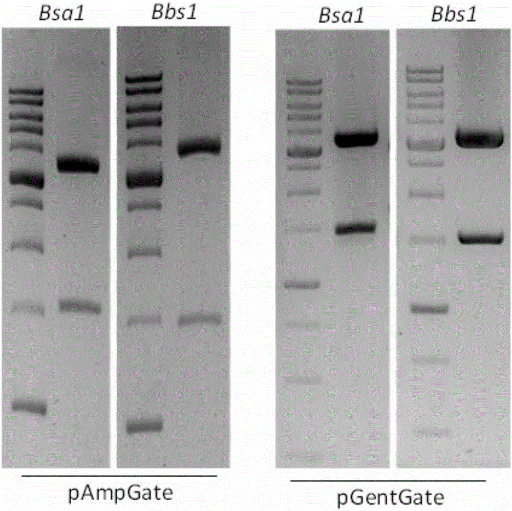 Constructing and applying method of entry vectors pAmpGate and pGentGate