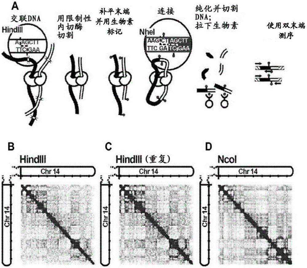 Methods for genome assembly and haplotype phasing