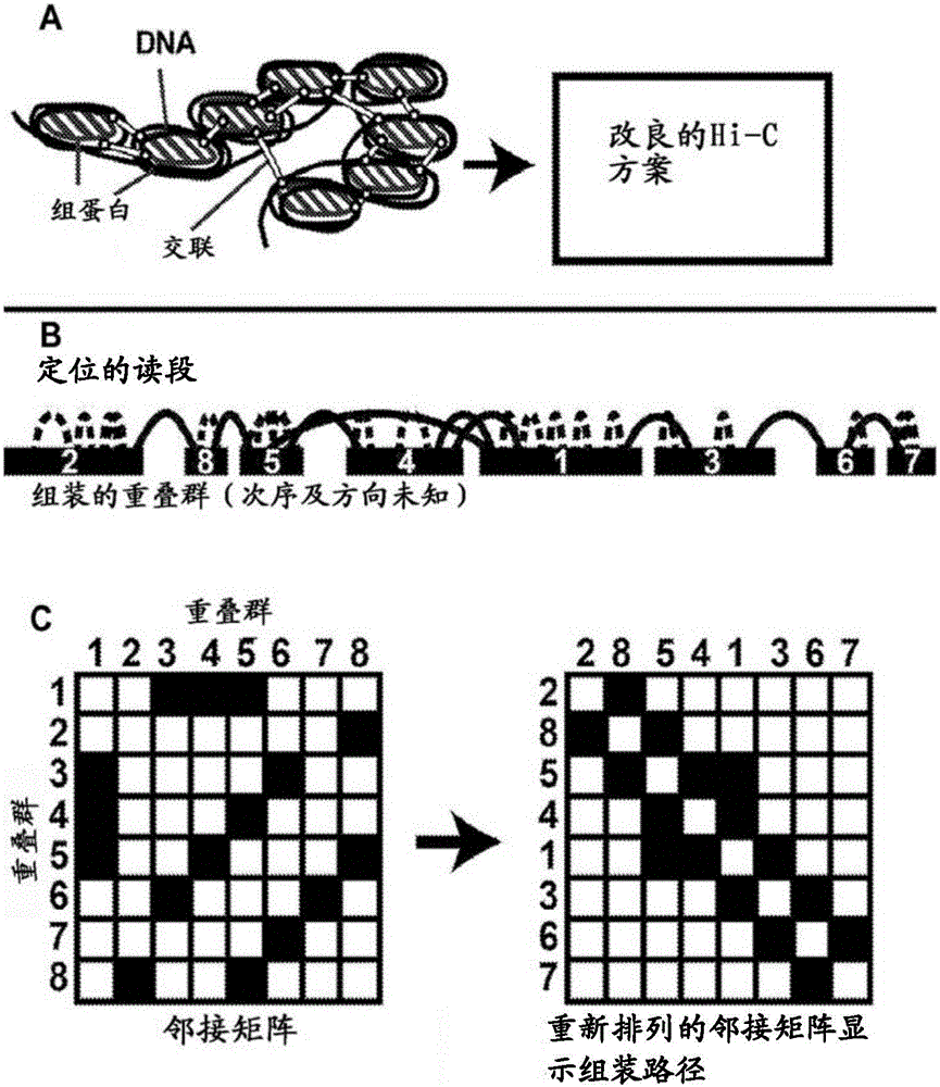 Methods for genome assembly and haplotype phasing