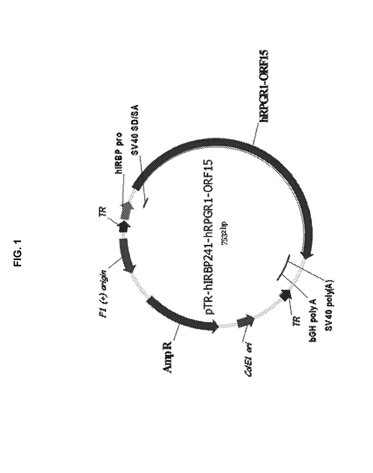 AAV-mediated gene therapy for RPGR X-linked retinal degeneration