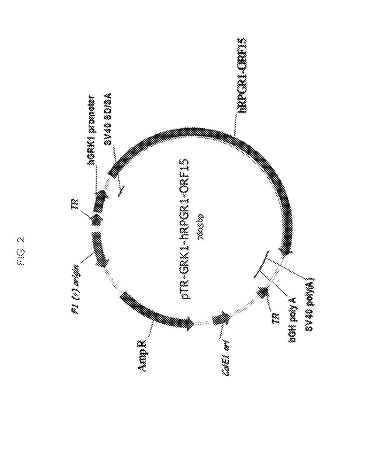 AAV-mediated gene therapy for RPGR X-linked retinal degeneration