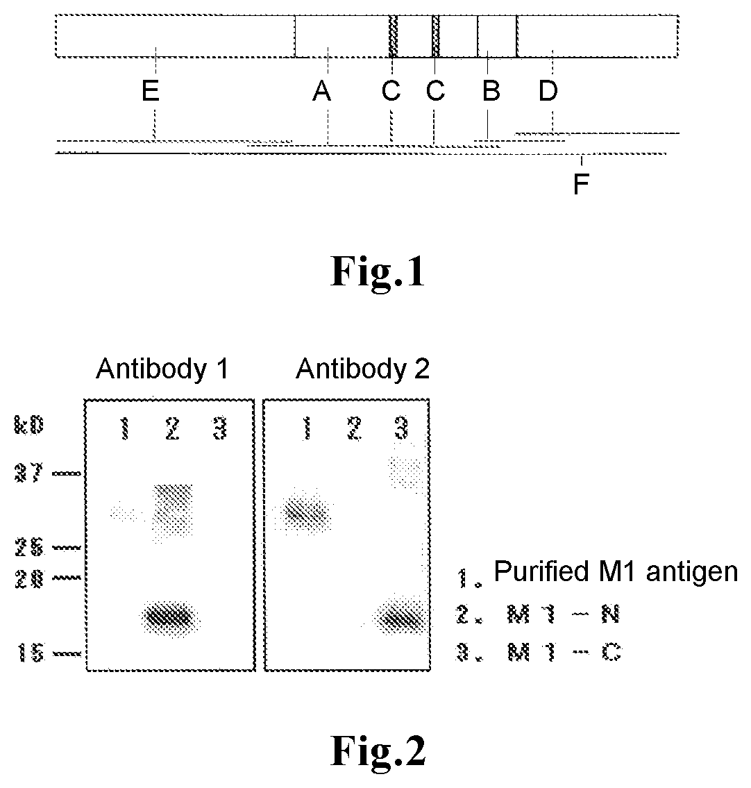 Method for measuring influenza B virus