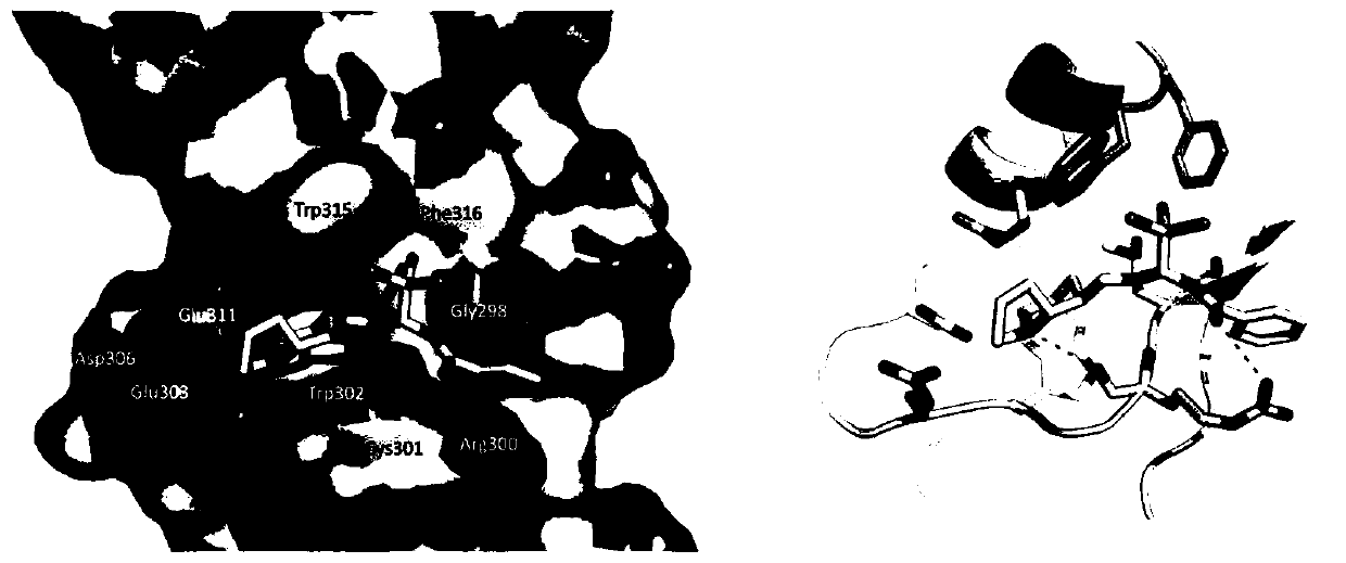 Application of benzamide compound in IAP protein inhibitor and in preparation of anti-tumor drug