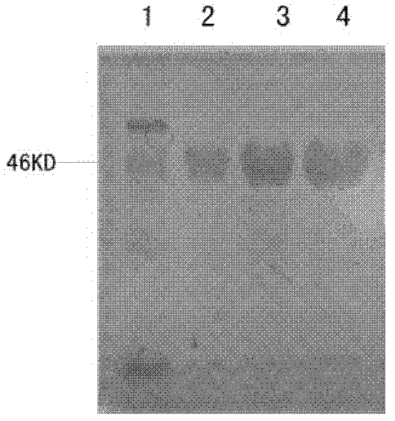 Method for detecting roundup ready protein G2-aroA and special enzyme linked immune kit