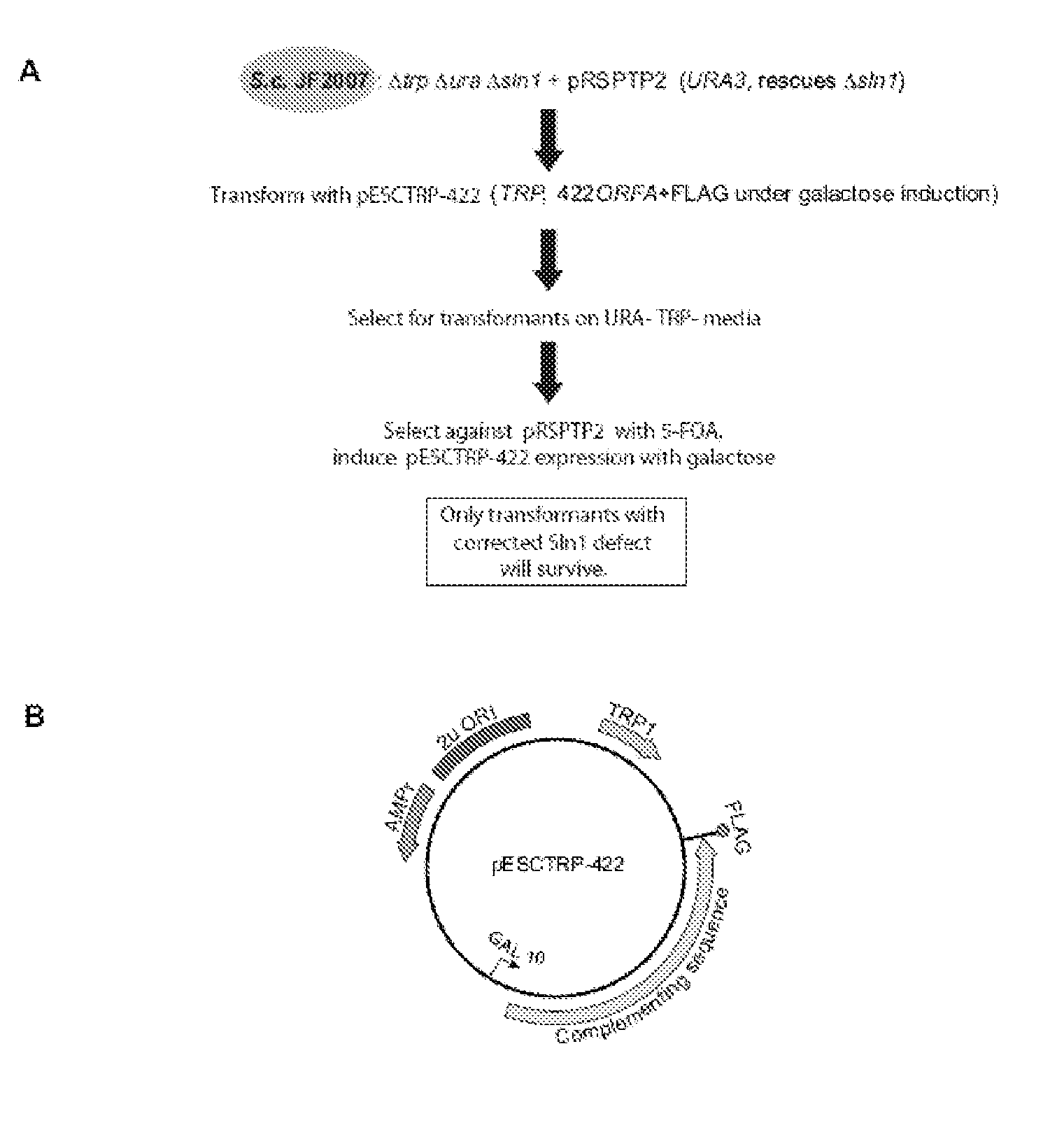 Global regulator of morphogenesis and pathogenicity in dimorphic fungi and uses thereof