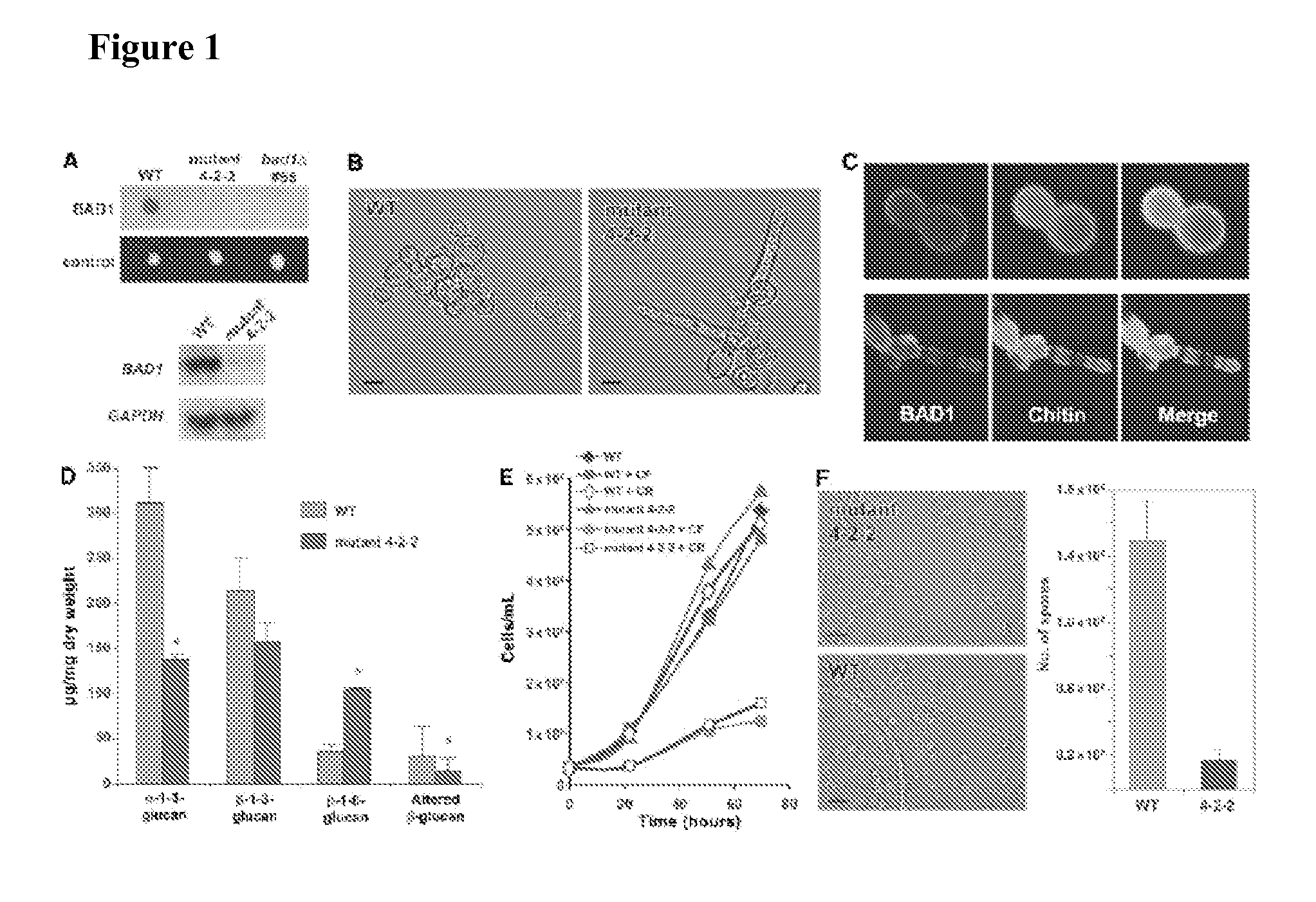 Global regulator of morphogenesis and pathogenicity in dimorphic fungi and uses thereof