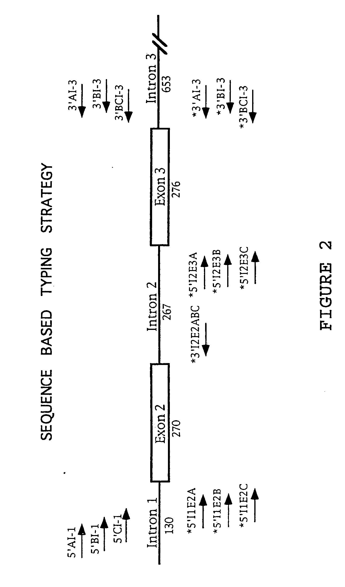 Class I sequence based typing of HLA-A, -B, and -C alleles by direct DNA sequencing