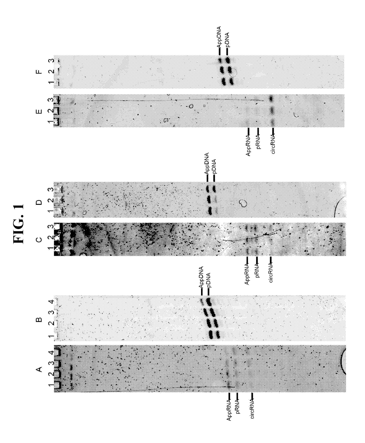 HYPER-THERMOSTABLE LYSINE-MUTANT ssDNA/RNA LIGASES