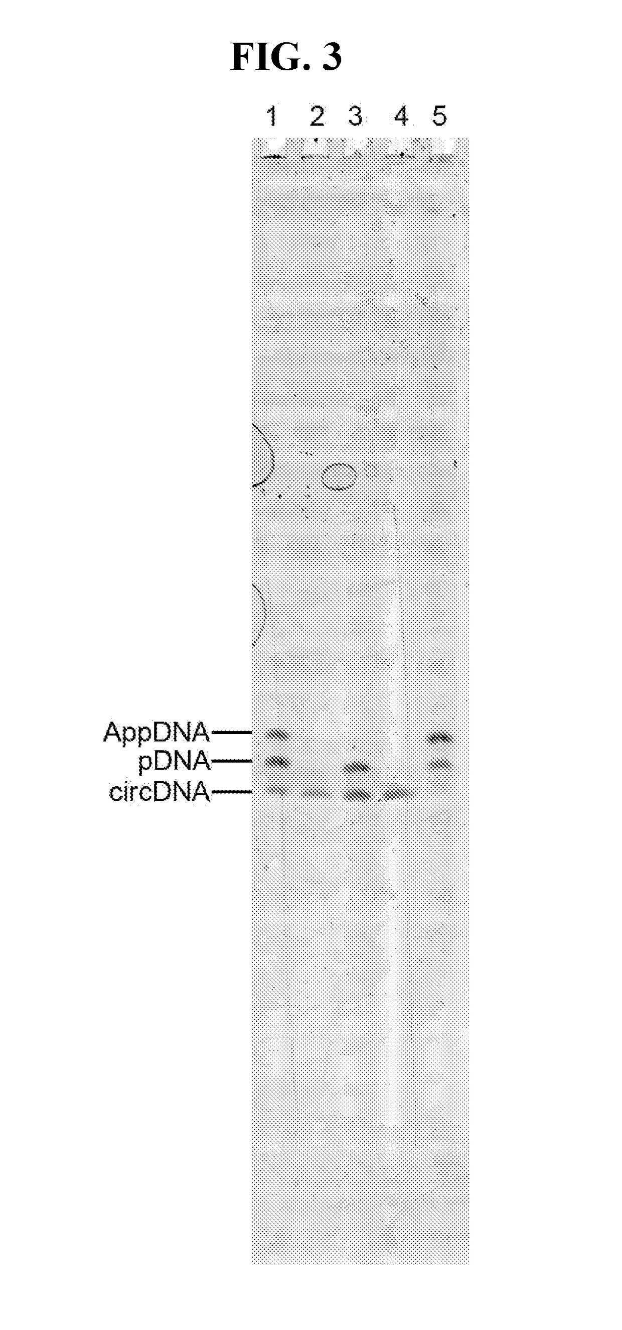 HYPER-THERMOSTABLE LYSINE-MUTANT ssDNA/RNA LIGASES