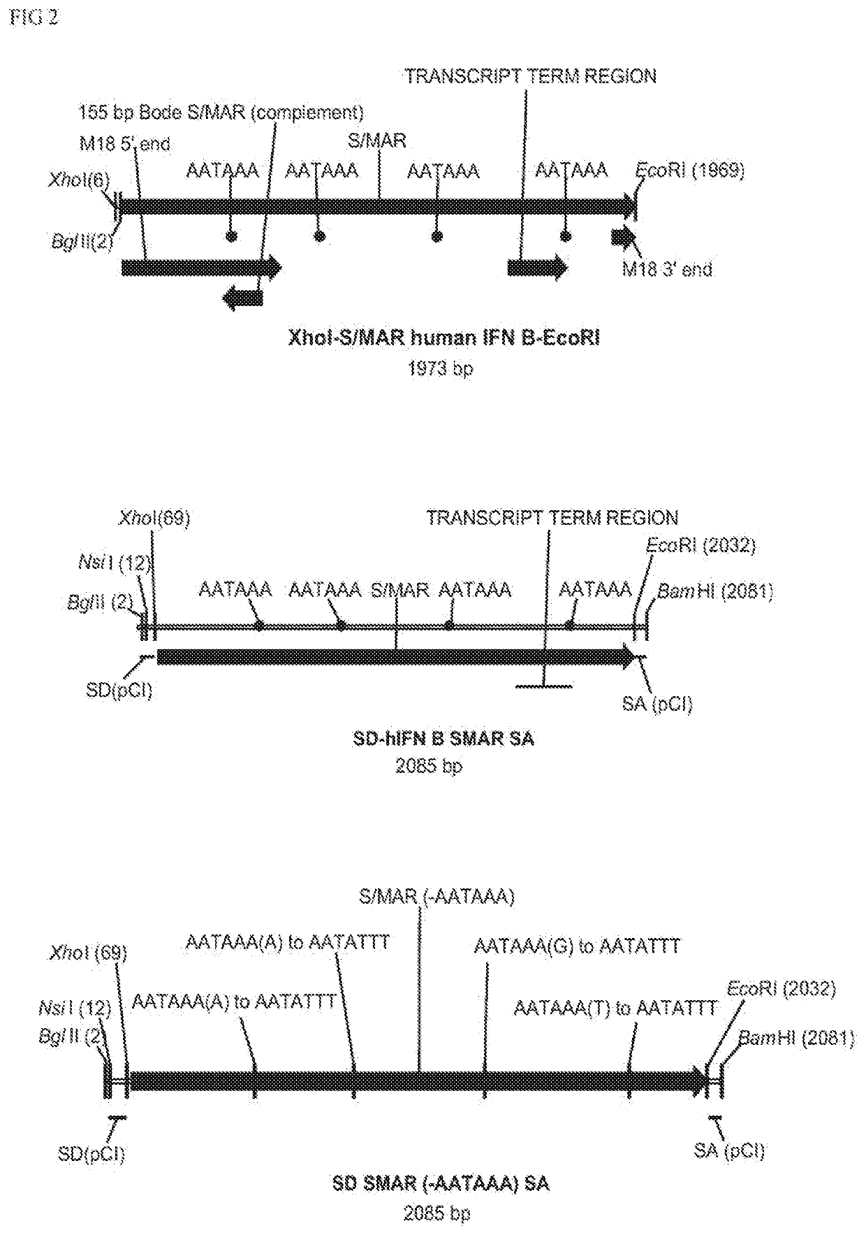 Non-integrating DNA vectors for the genetic modification of cells