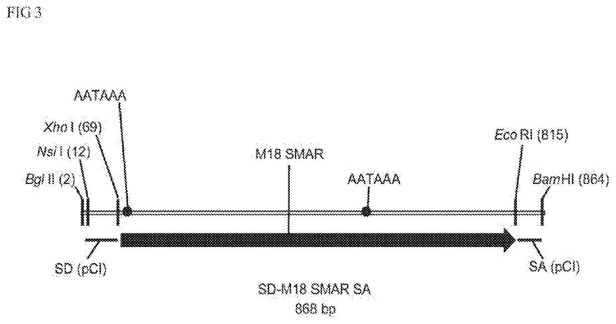 Non-integrating DNA vectors for the genetic modification of cells