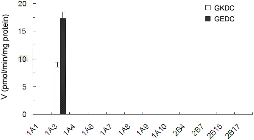 Specificity probe substrate of glucuronic acid transferase UGT1A3 and application of specificity probe substrate