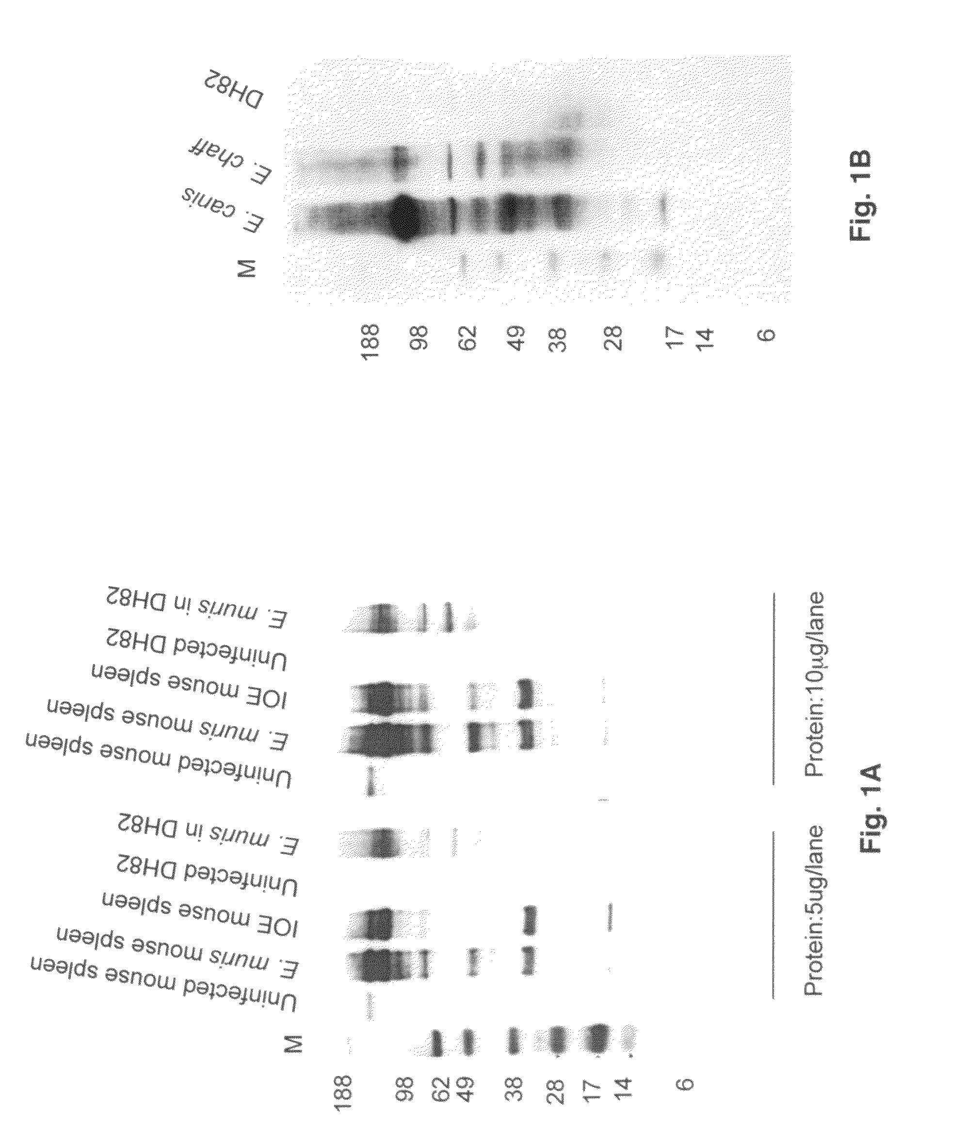 Compositions of and method of using heat shock protein peptides